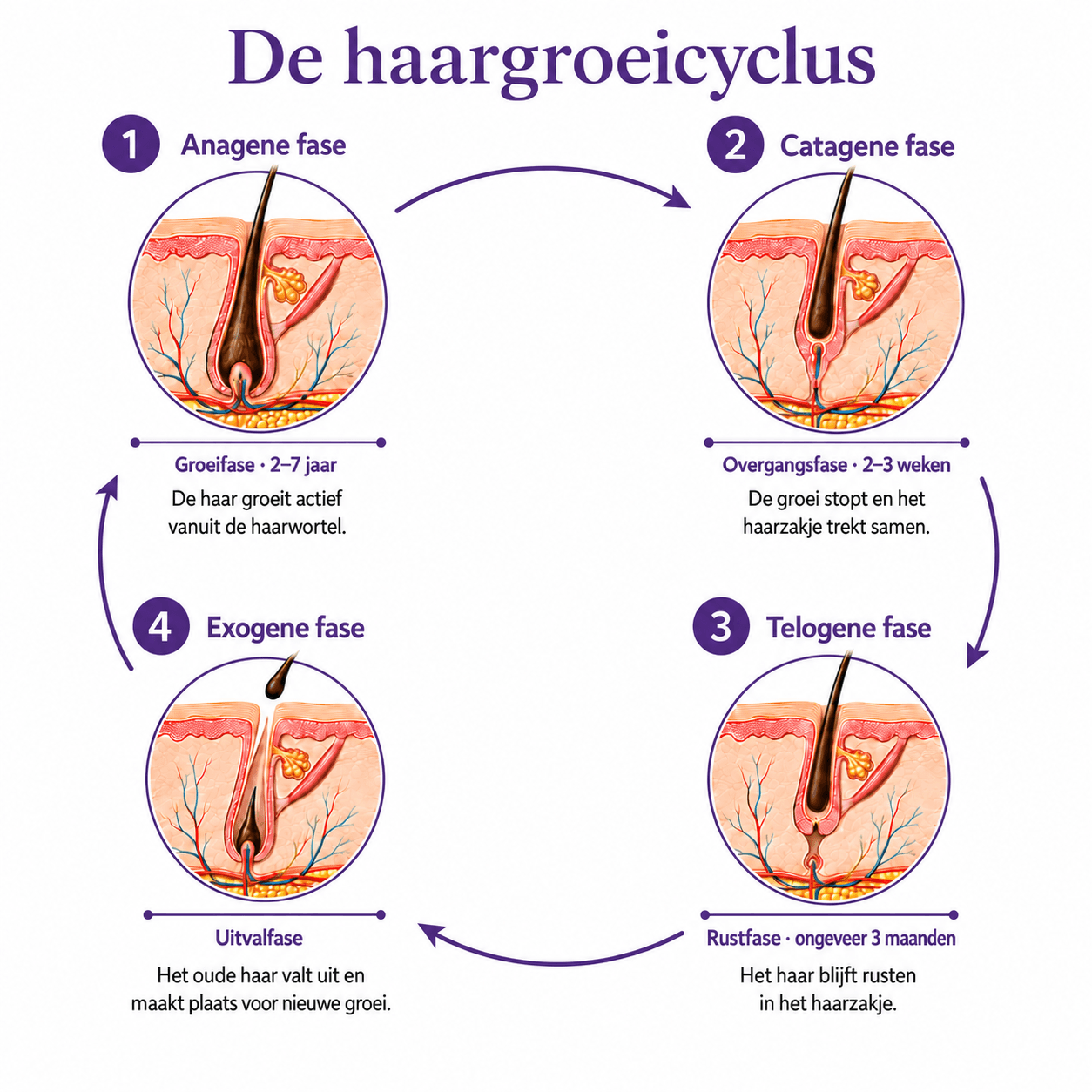 Infographic haarcyclus — anageen, catageen, telogeen en exogeen